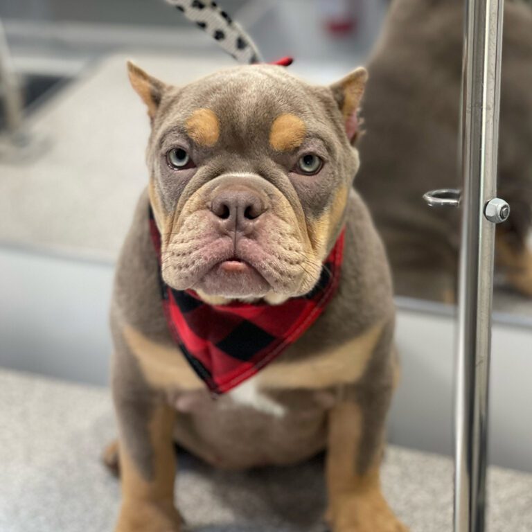 A little brown dog sitting after its haircut with a bandana on