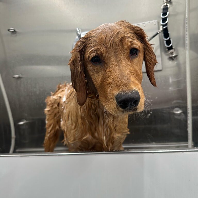 A dog getting a bath