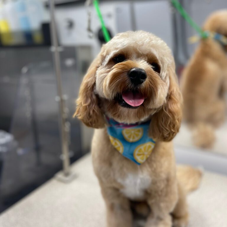 A little happy dog with a bandana and a smile
