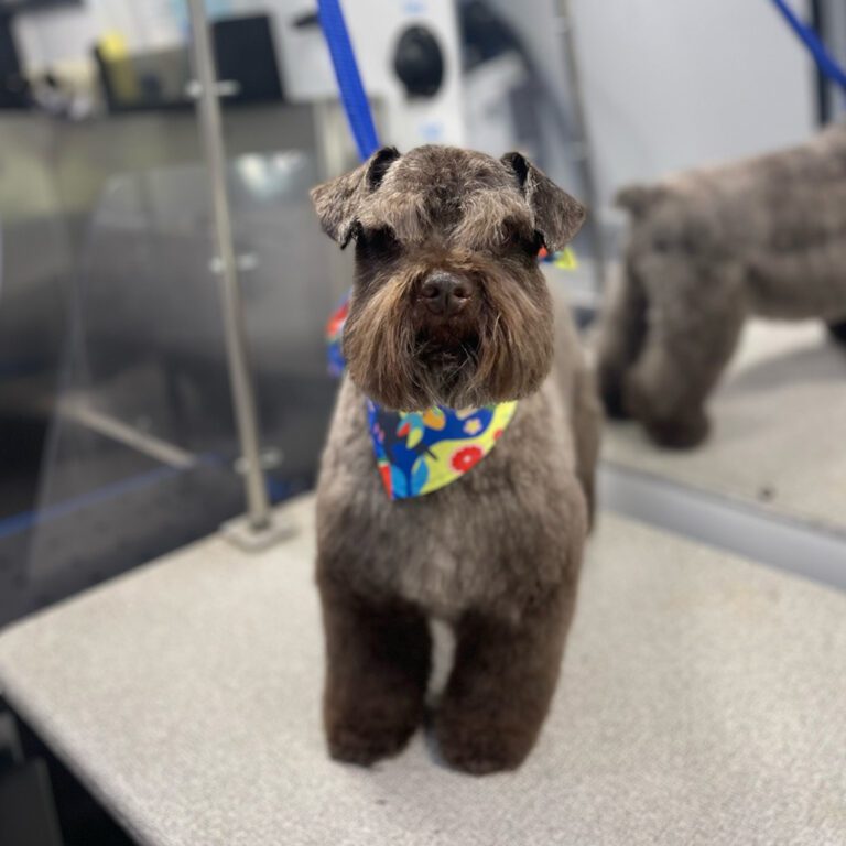 A little dog with a haircut and a bandana