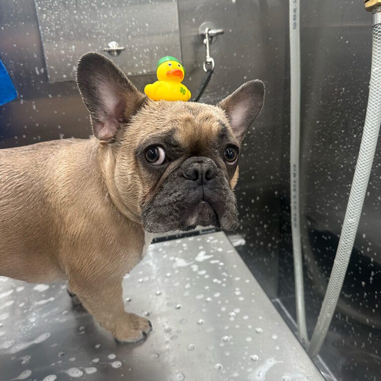 A french bulldog with a rubber ducky on its head during its bath