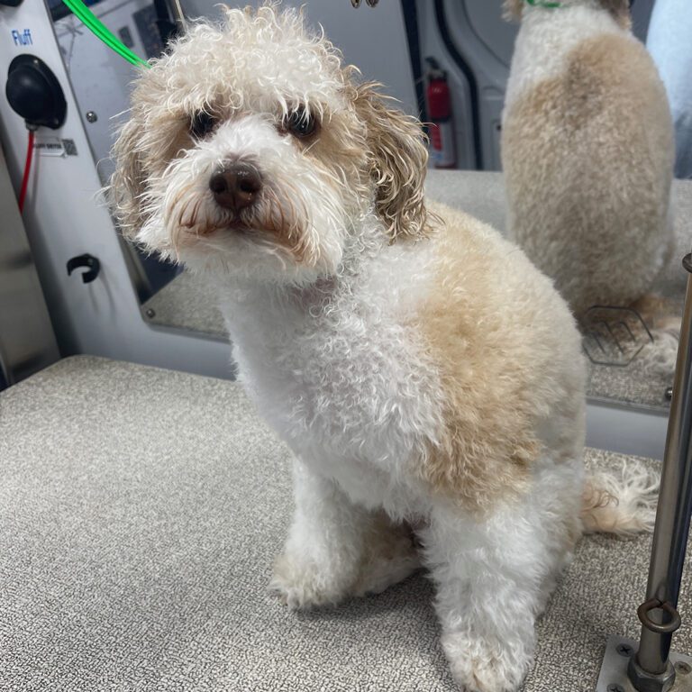 A white dog after its haircut