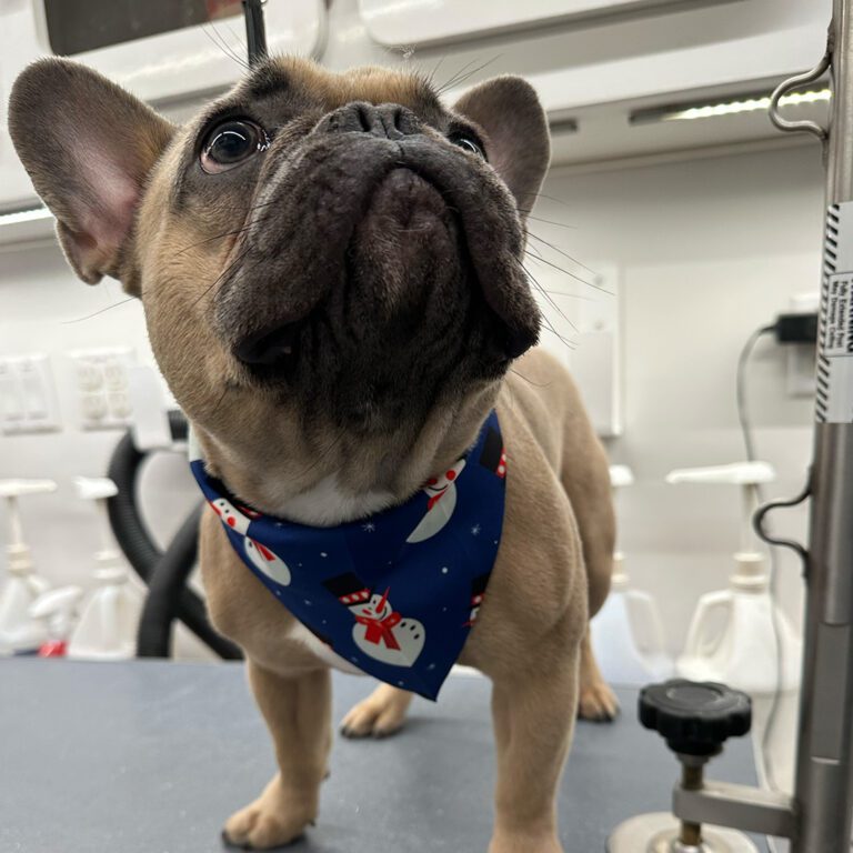 A french bulldog getting a haircut