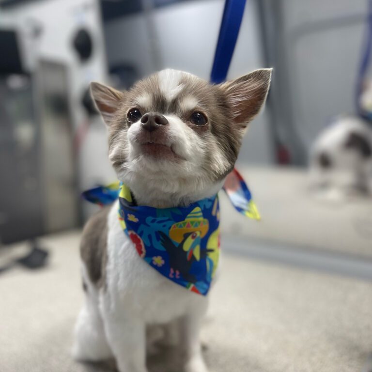 A little dog with a bright bandana and a new haircut
