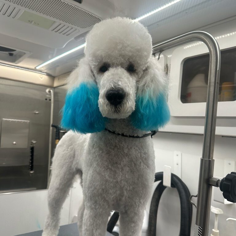 A poodle with blue ears