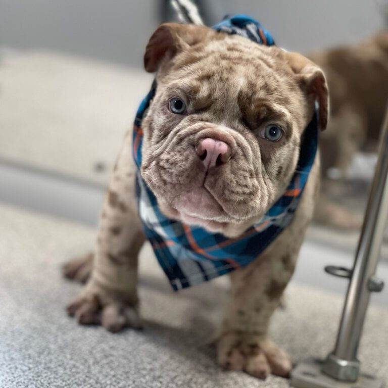 A little brown dog with a plaid bandana