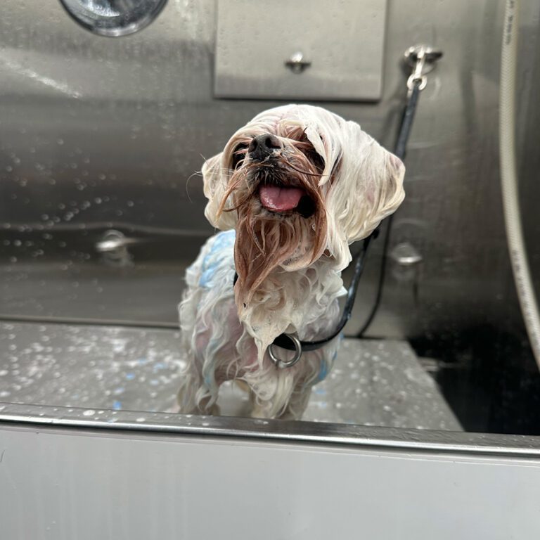 A little dog soaked during a bath