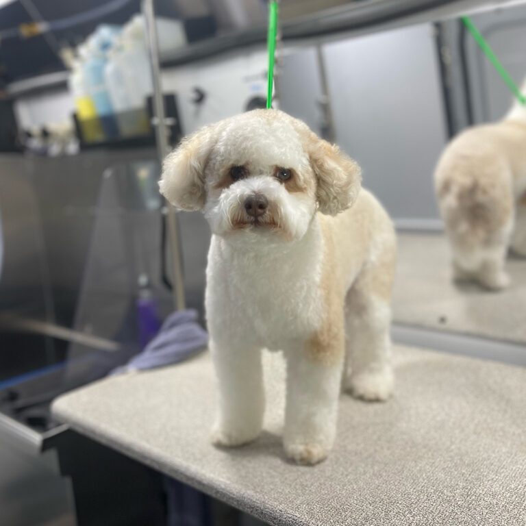 A little white dog with a new haircut