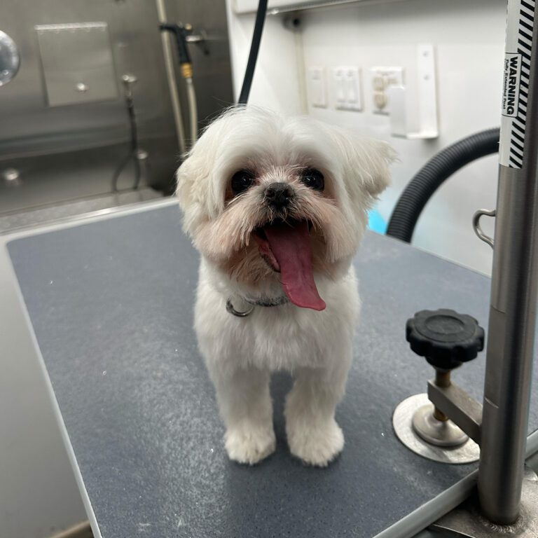 A fresh haircut on a little white dog with its tongue out